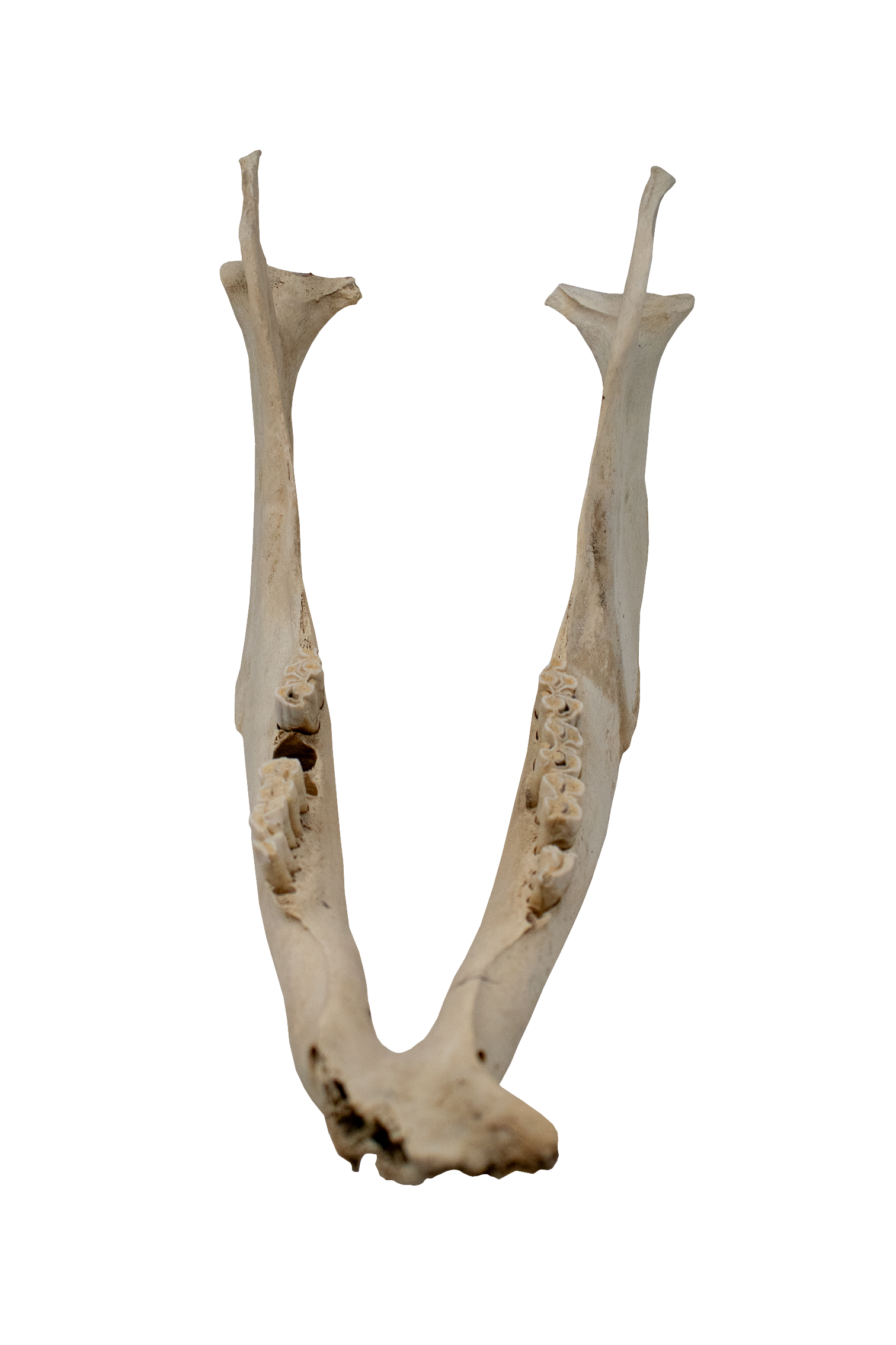 Attached Cow Jawbone