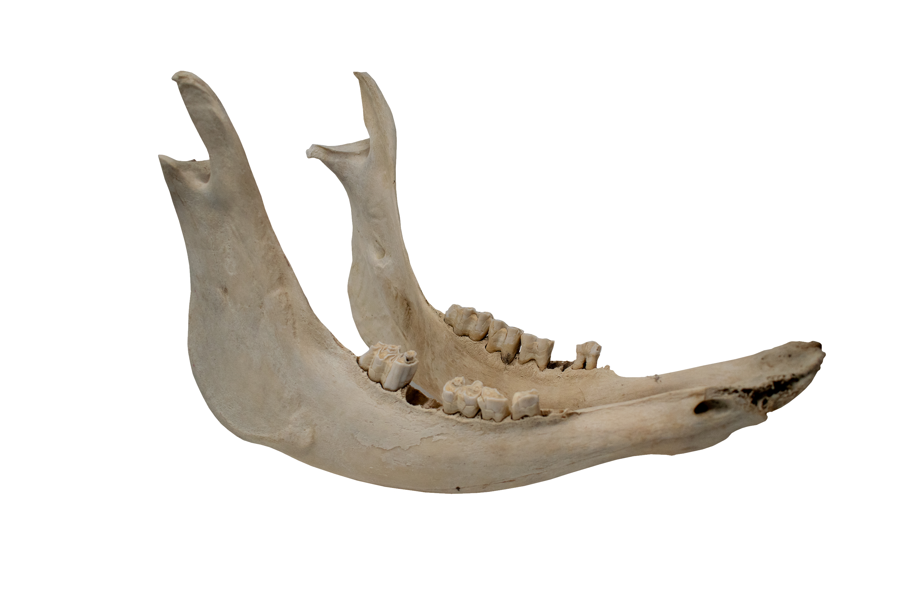 Attached Cow Jawbone