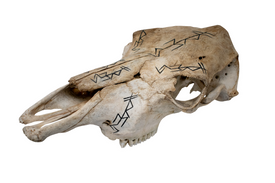 Cow Skull – Freya Bindrunes