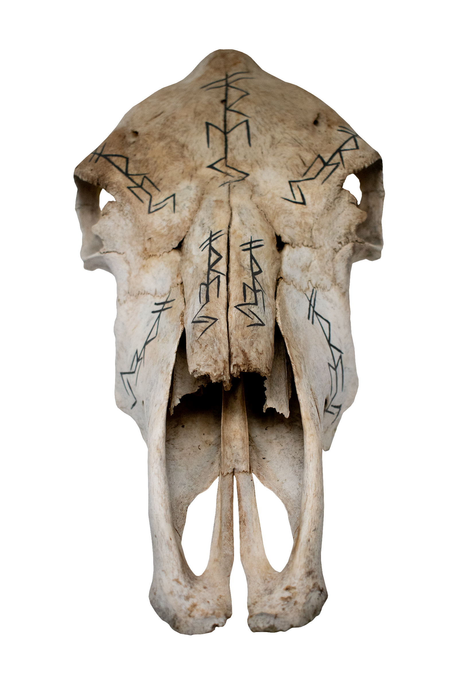 Cow Skull – Freya Bindrunes