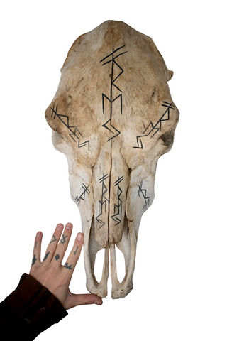 Image of Cow Skull – Freya Bindrunes