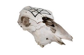 Cow Skull – Web of Wyrd