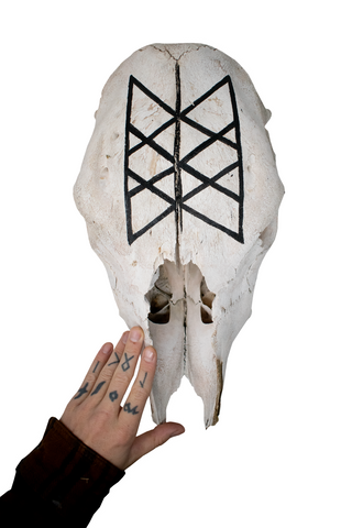 Image of Cow Skull – Web of Wyrd