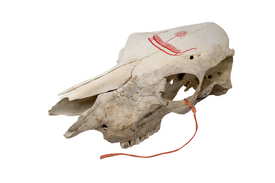 Hand-Painted Cow Skull with Red Viking Ship Petroglyph