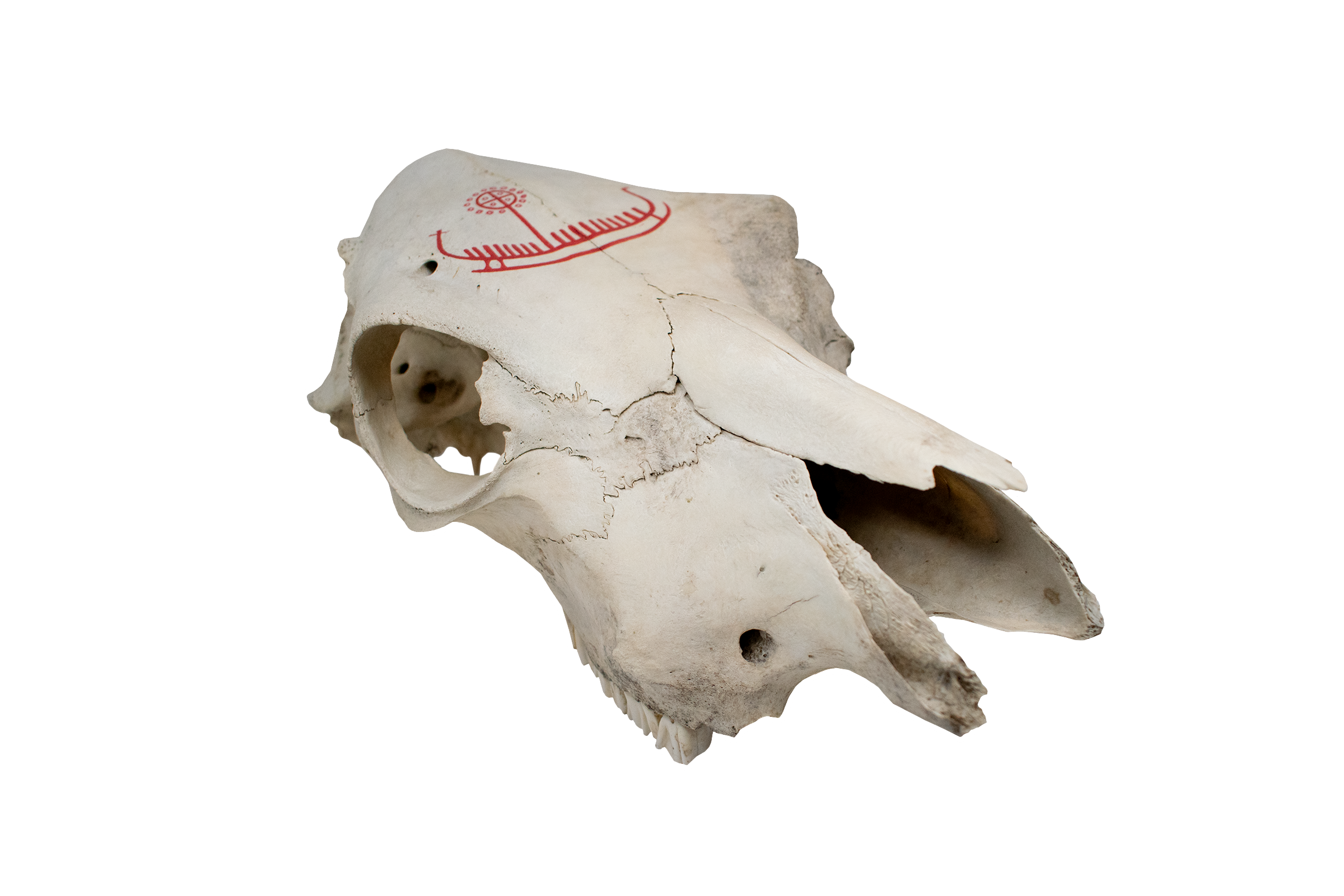 Hand-Painted Cow Skull with Red Viking Ship Petroglyph
