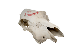 Hand-Painted Cow Skull with Red Viking Ship Petroglyph