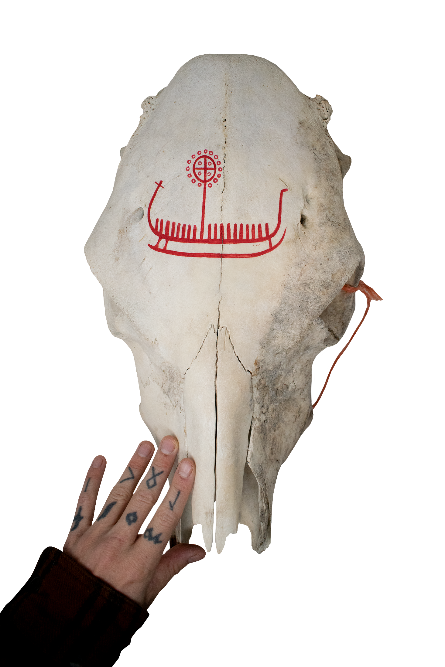 Hand-Painted Cow Skull with Red Viking Ship Petroglyph