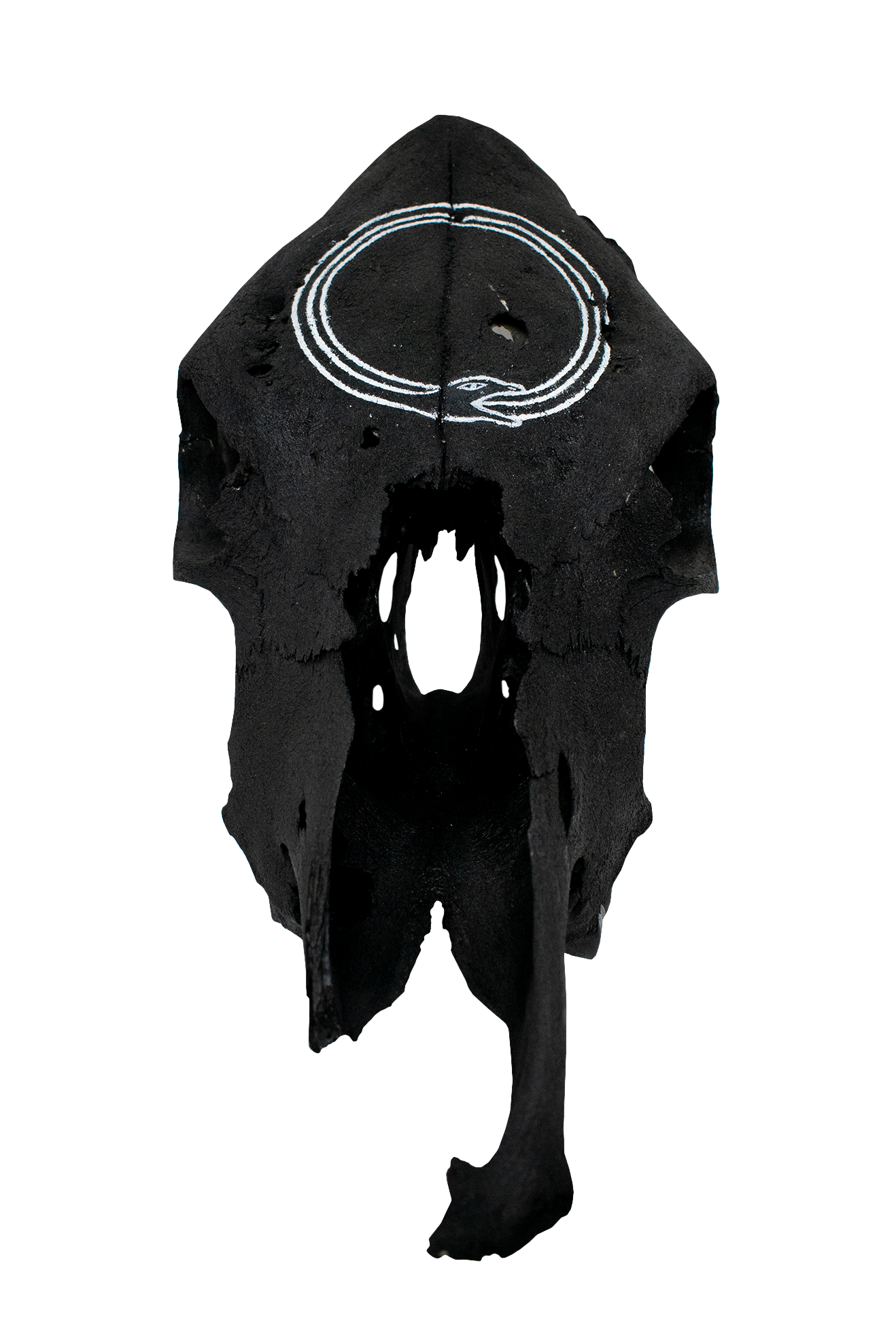 Blackened Cow Skull – Ouroboros