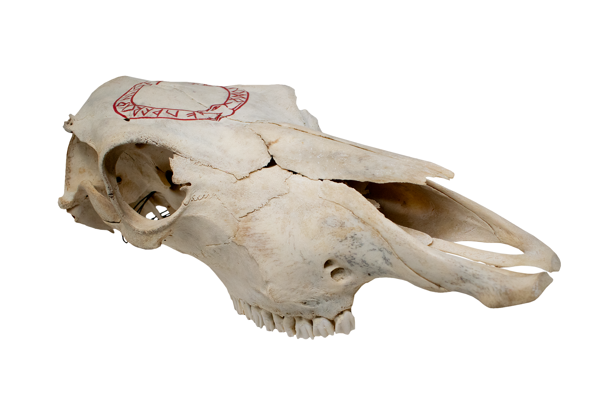 Cow Skull – Jörmungandr & Elder Futhark