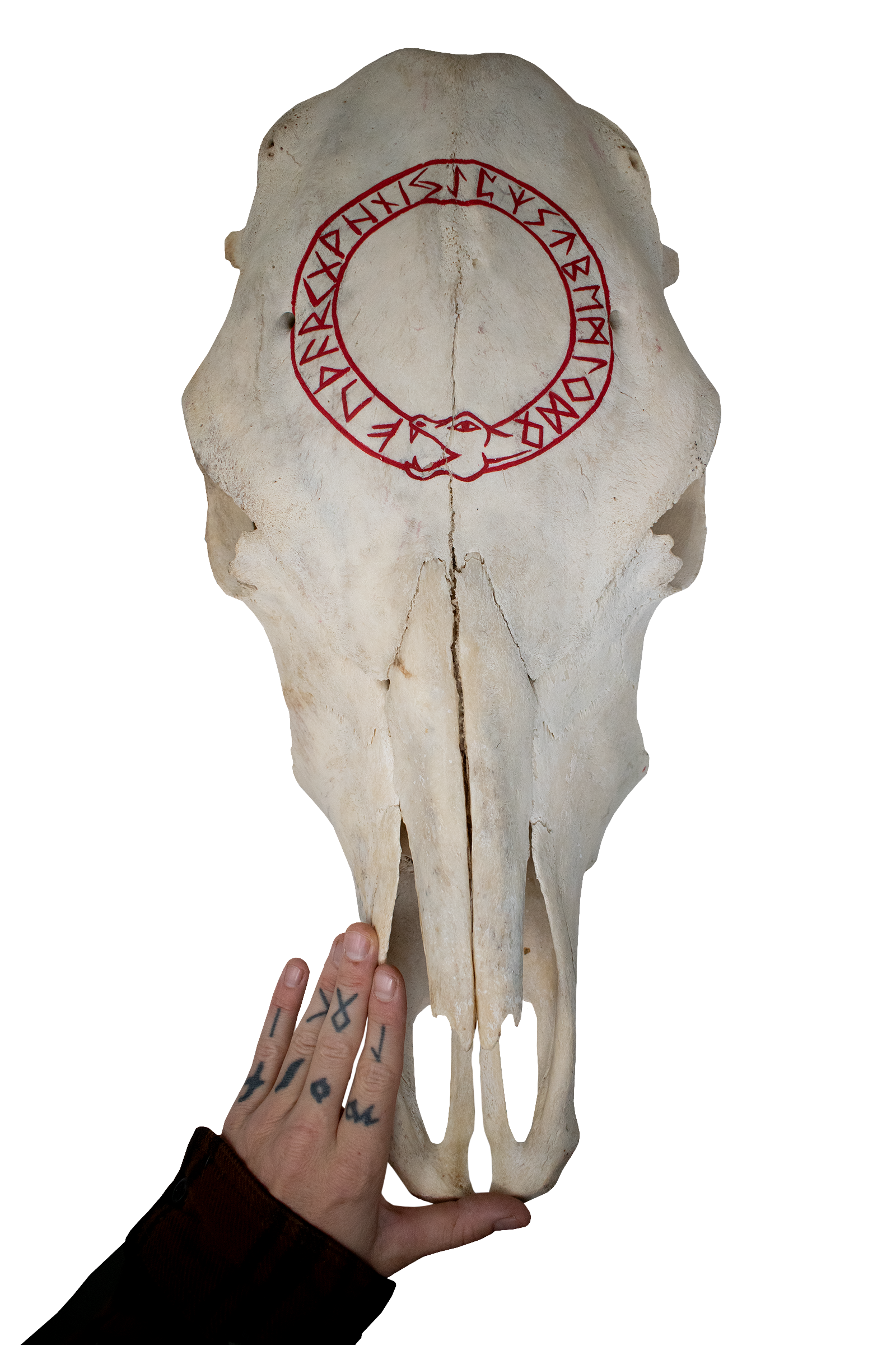 Cow Skull – Jörmungandr & Elder Futhark