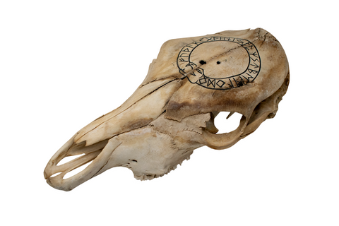 Image of Cow Skull – Jörmungandr & Elder Futhark (black paint)