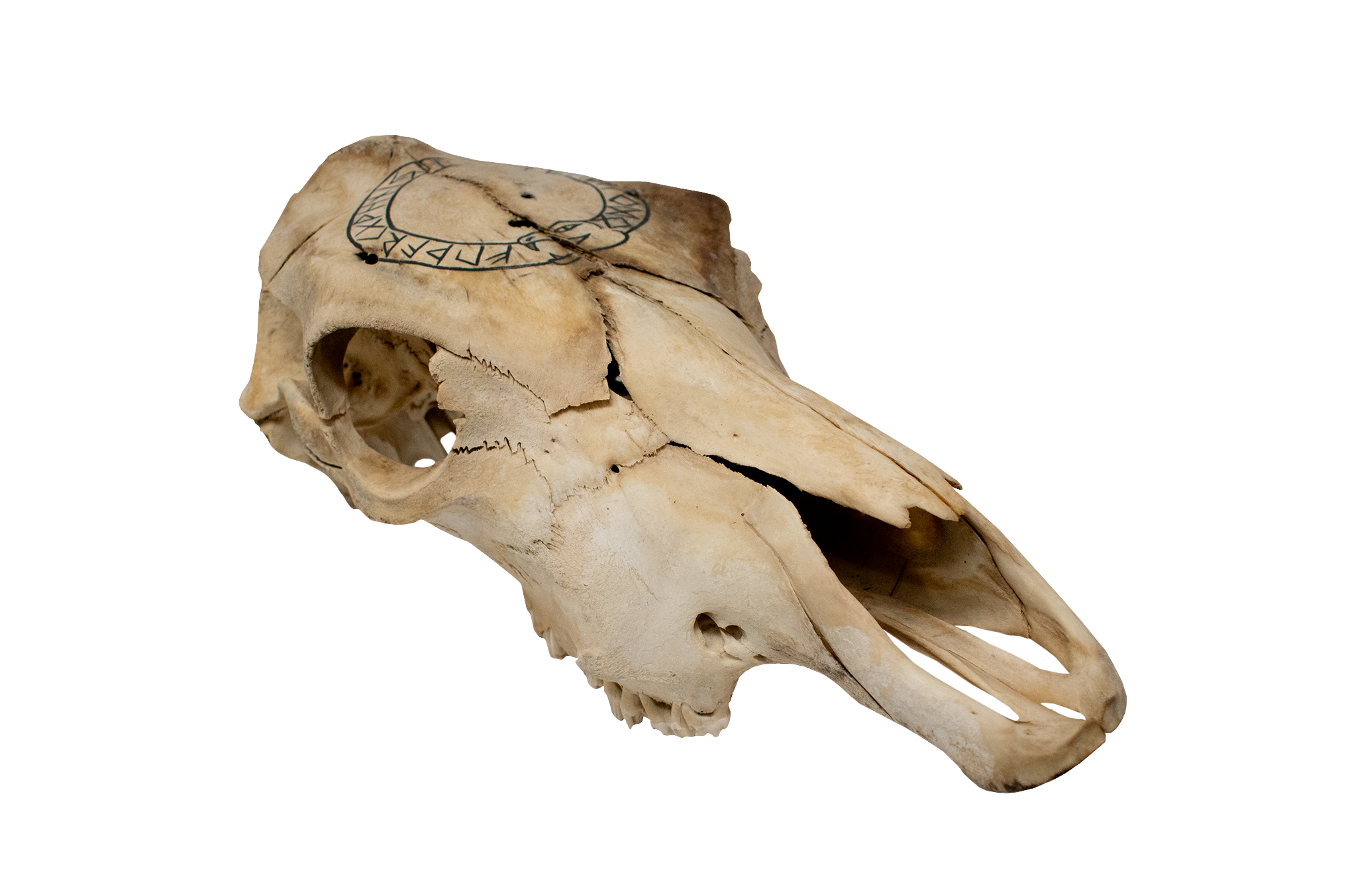 Cow Skull – Jörmungandr & Elder Futhark (black paint)