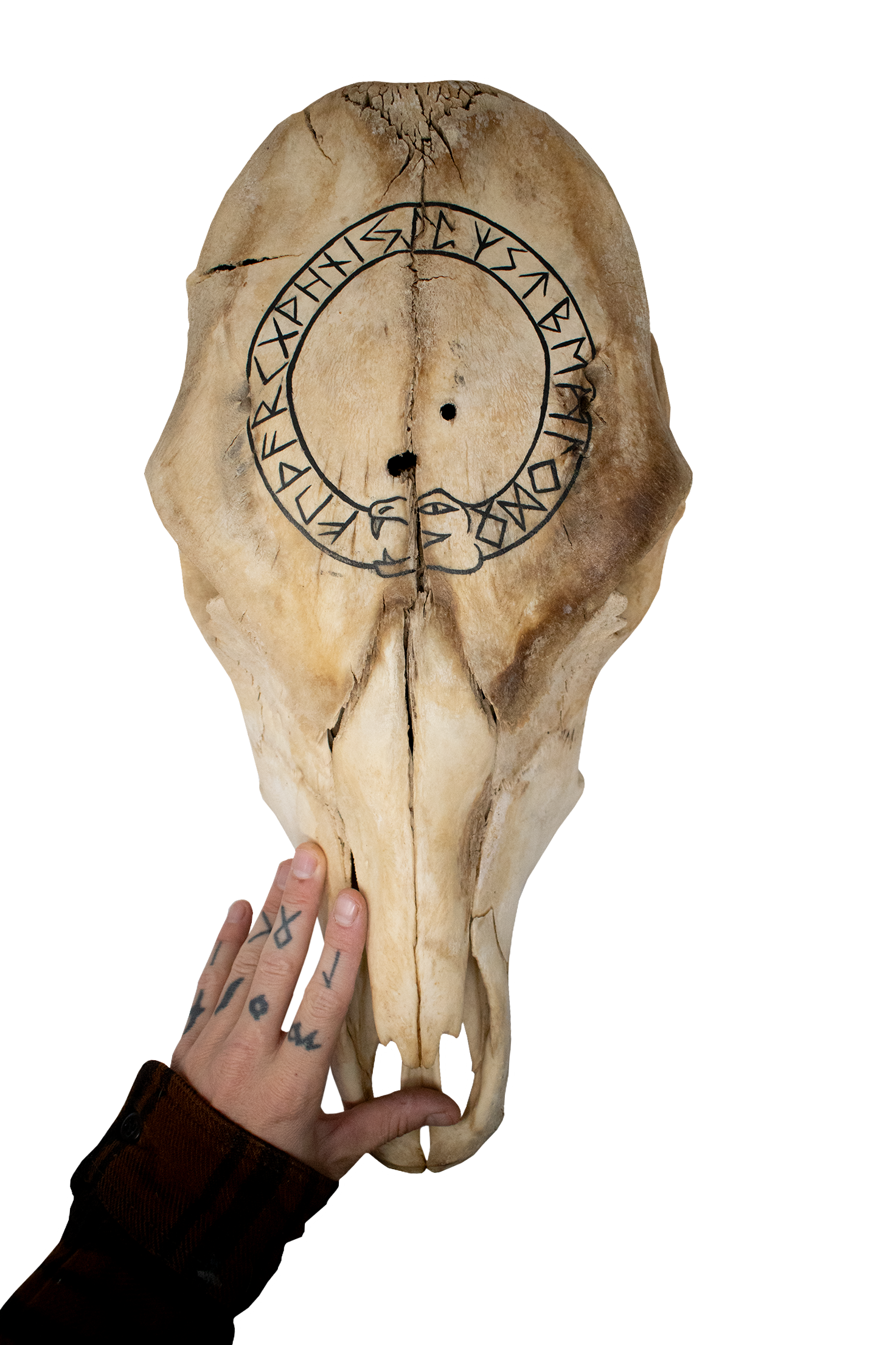 Cow Skull – Jörmungandr & Elder Futhark (black paint)