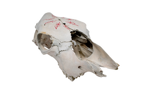 Cow Skull – Loki Bindrune