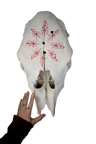 Image of Cow Skull – Loki Bindrune