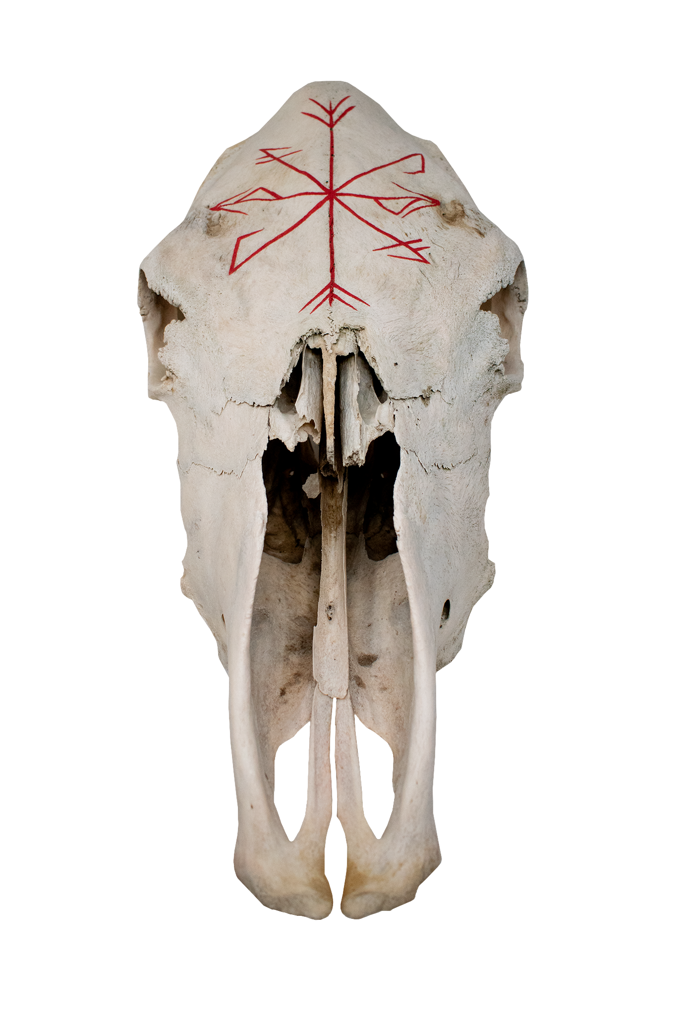 Cow Skull – Strength & Growth Stave (red)