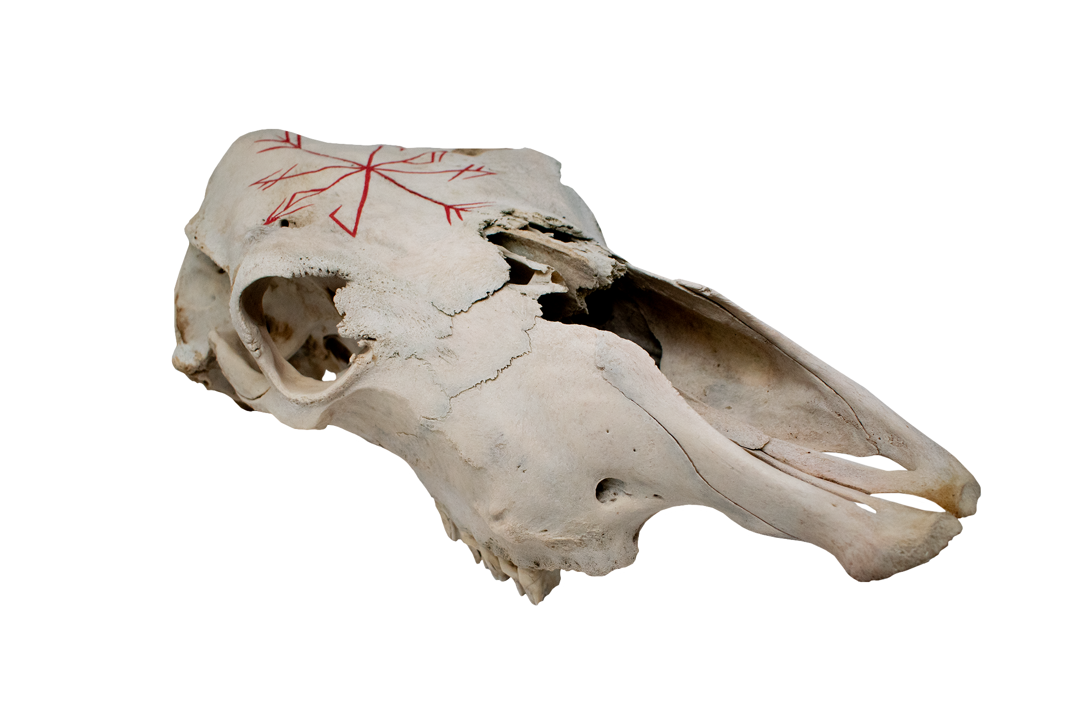 Cow Skull – Strength & Growth Stave (red)