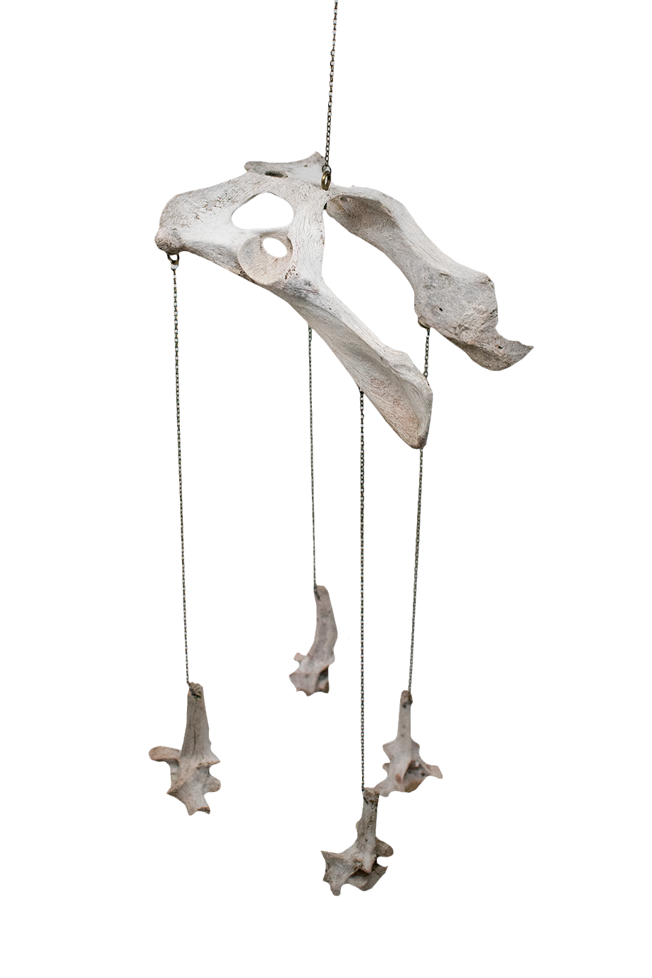 Coyote Bone Wind Chime