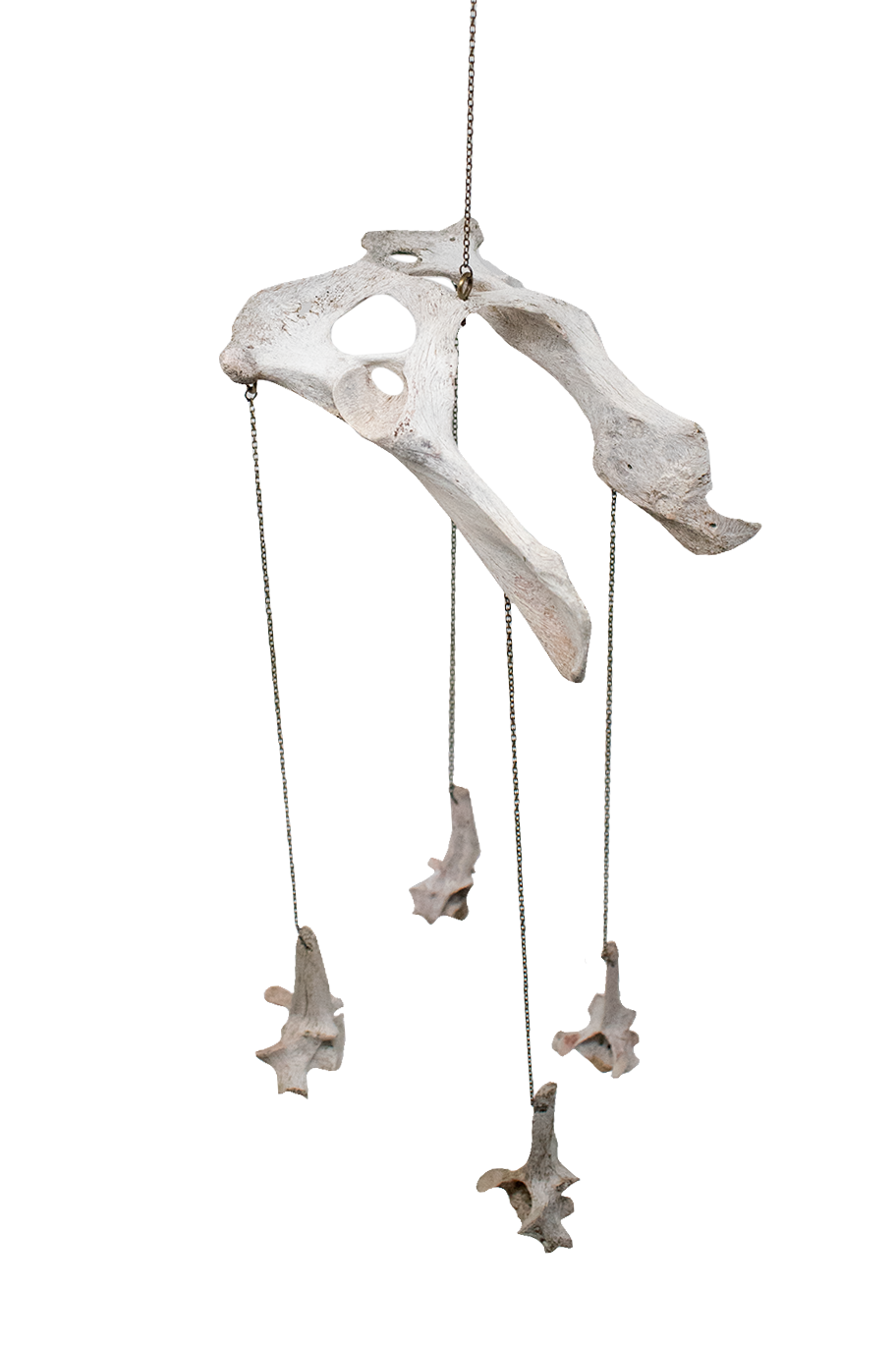 Coyote Bone Wind Chime