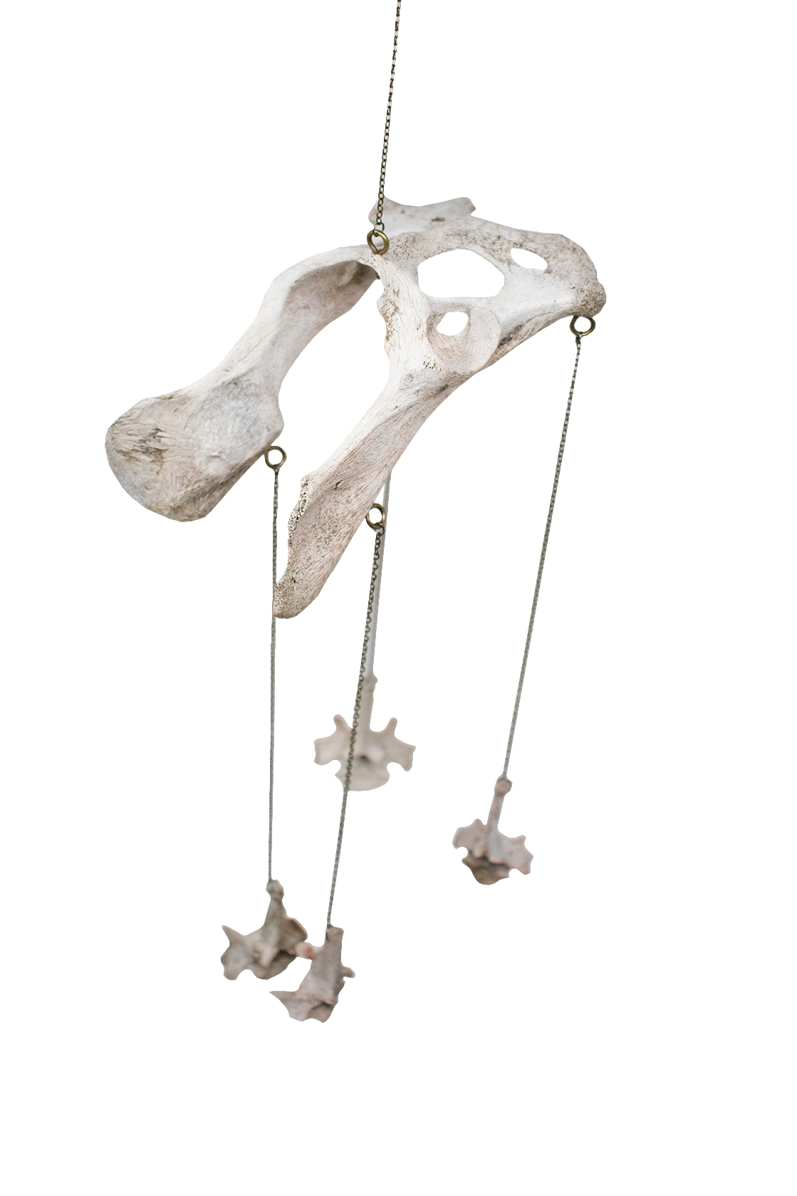 Coyote Bone Wind Chime