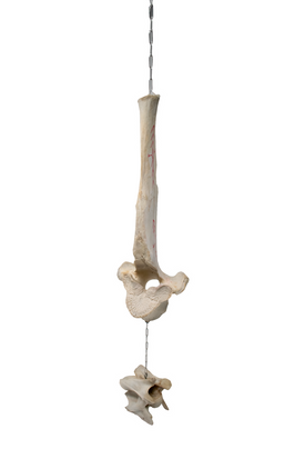 Elk Vertebra Bone Wind Chime - Home Protection Bindrunes