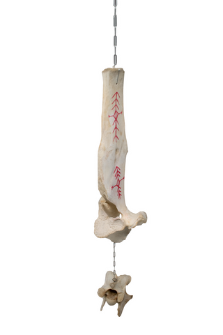 Image of Elk Vertebra Bone Wind Chime - Home Protection Bindrunes