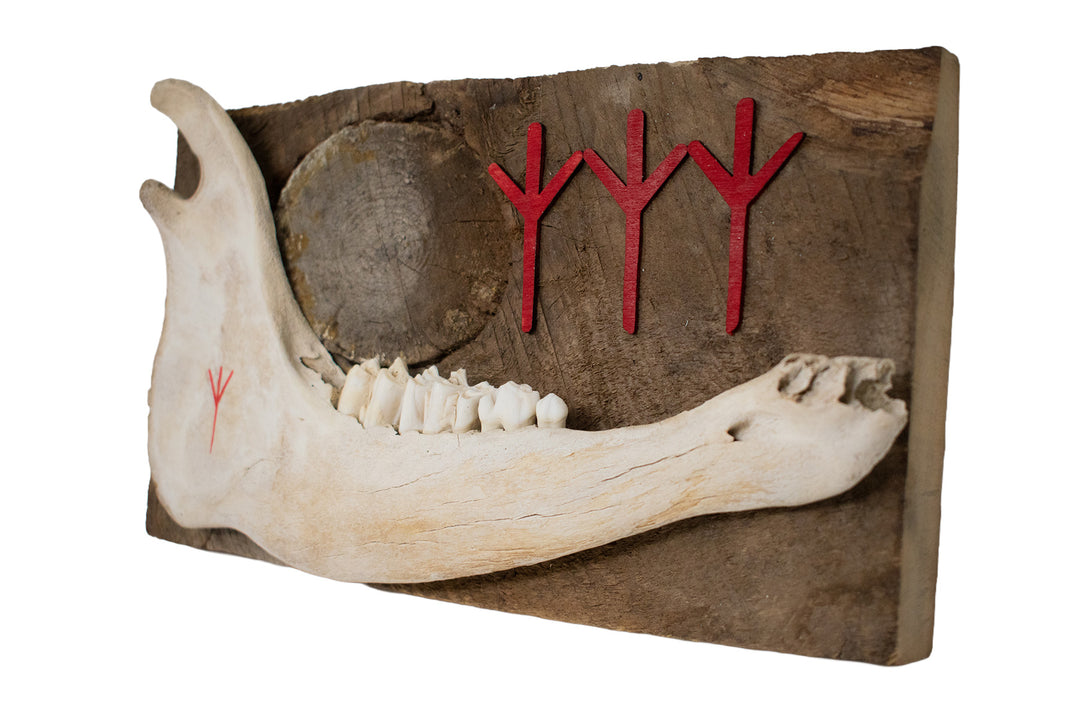 Calf Jawbone Algiz Rune Barn Wood Wall Hanger