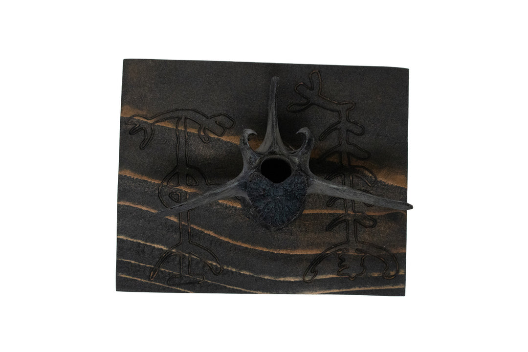 Blackened Deer Vertebra Wall Hangers