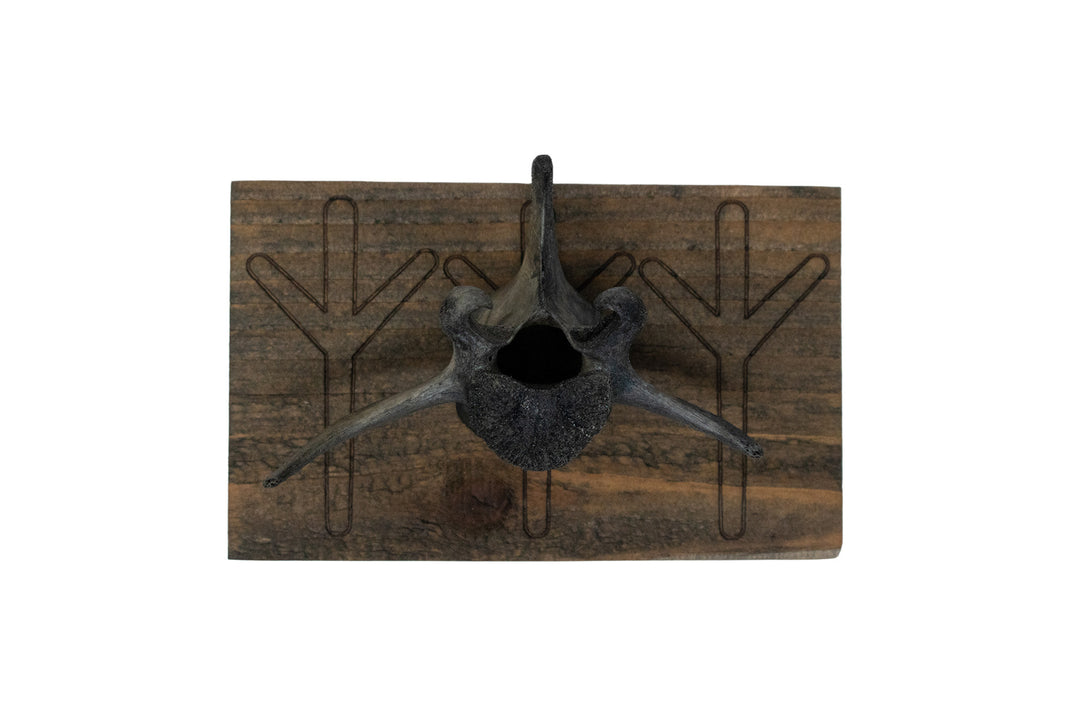Blackened Deer Vertebra Wall Hangers