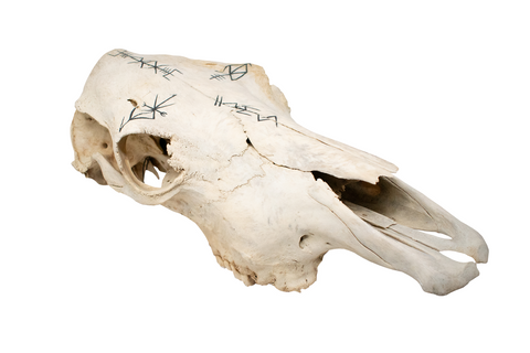 Image of Cow Skull Of The Norse Gods