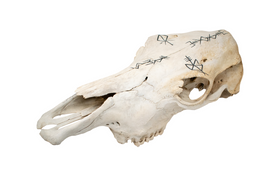 Cow Skull Of The Norse Gods