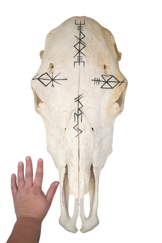 Image of Cow Skull Of The Norse Gods