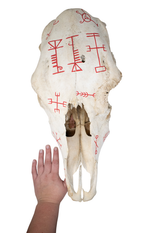 Image of Icelandic Magical Staves Cow Skull