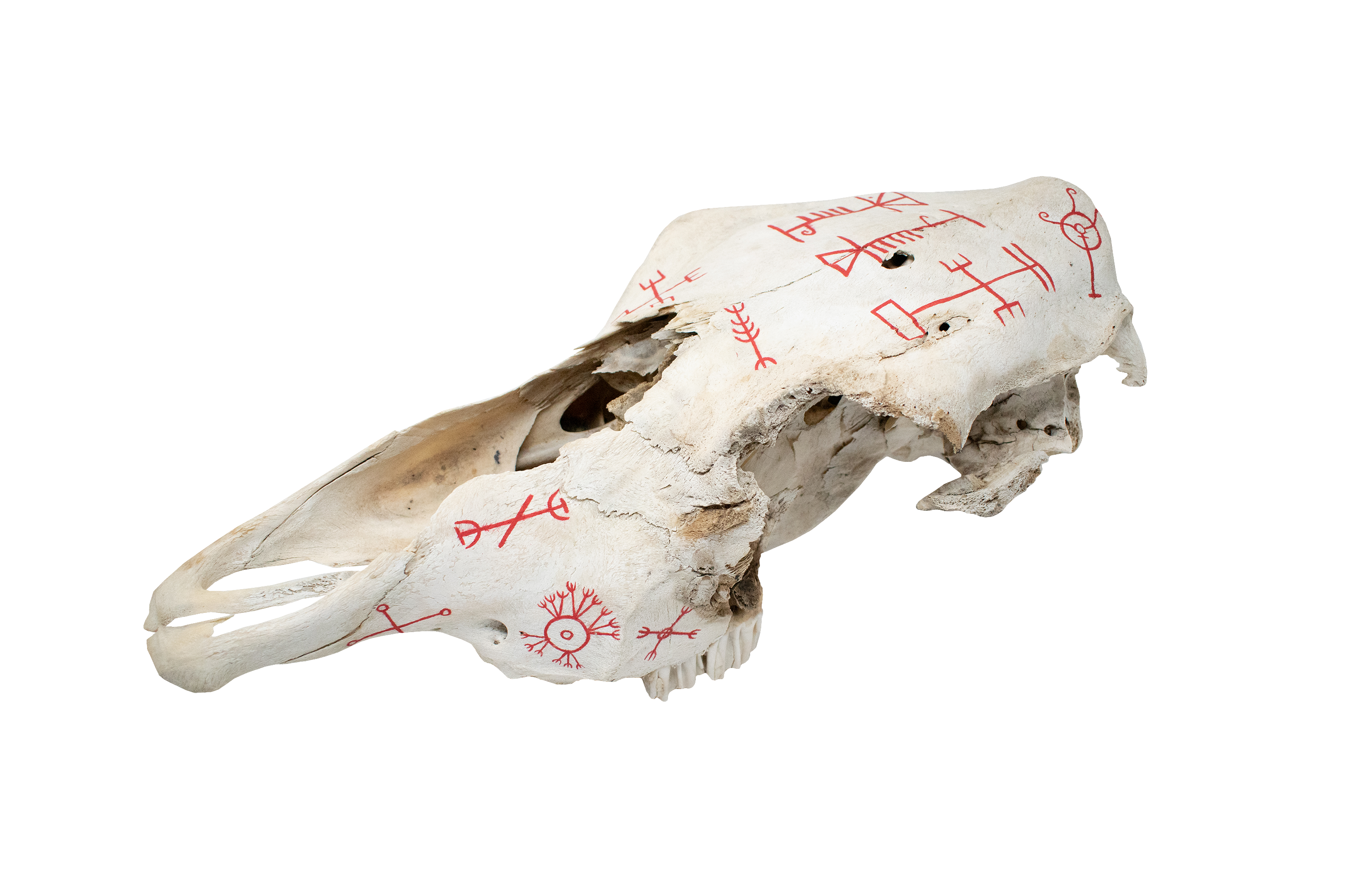Icelandic Magical Staves Cow Skull