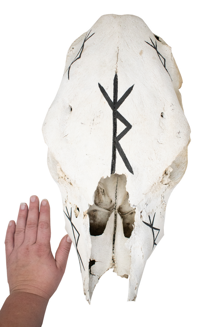 Hand Painted Safe-Travel Bindrune Cow Skull