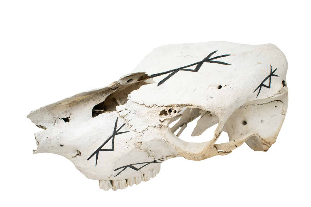 Hand Painted Safe-Travel Bindrune Cow Skull