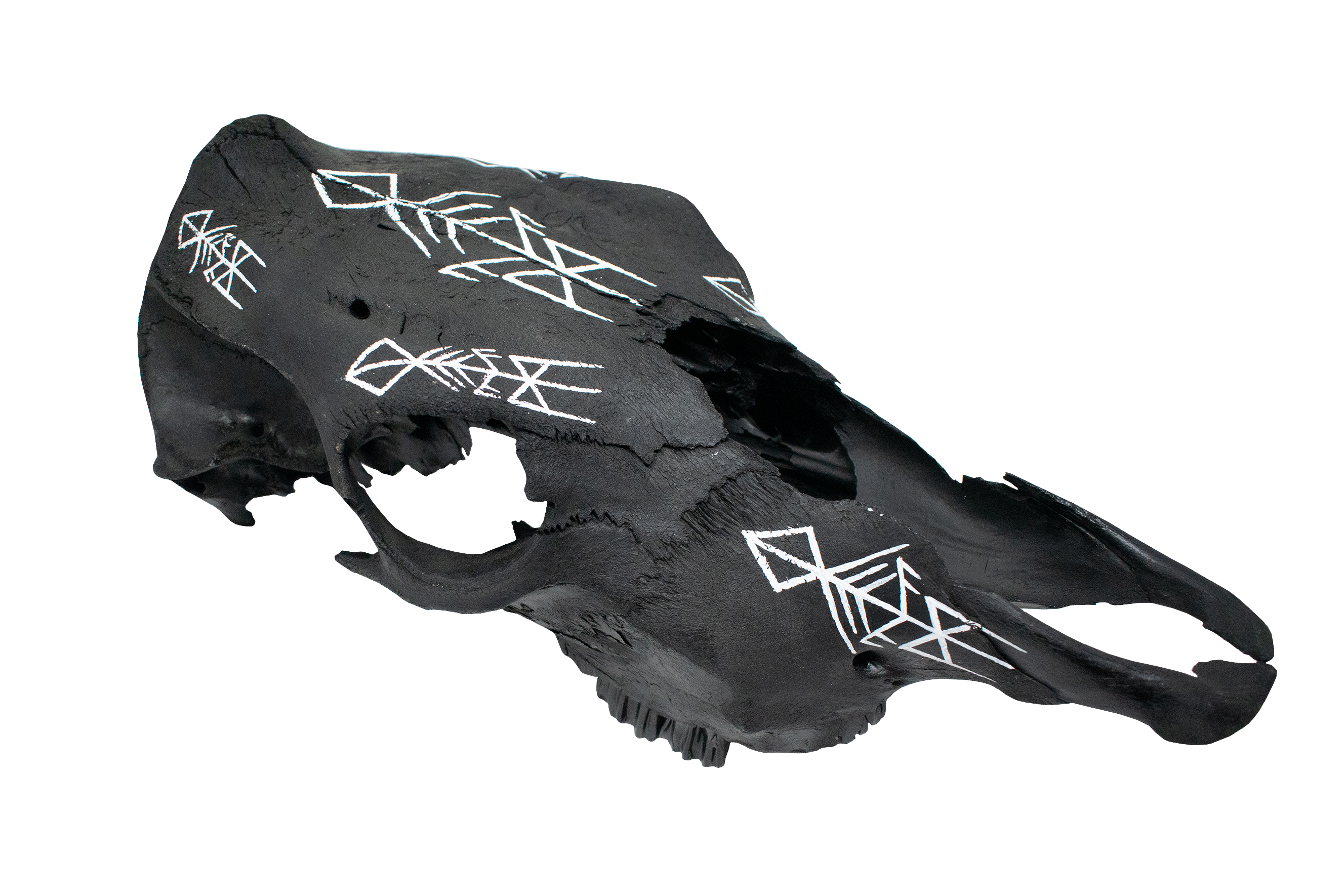 Hand Painted Cow Skull with Ancestral Wisdom Bindrune