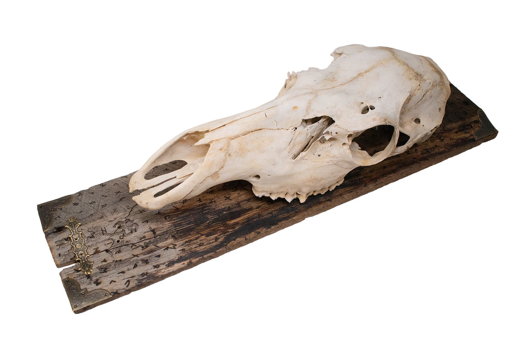 Elder Futhark Elk Skull Wall Hanging on Reclaimed Barn Wood