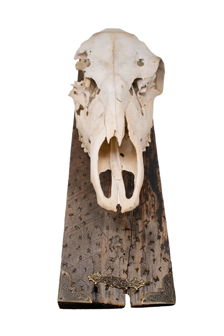 Elder Futhark Elk Skull Wall Hanging on Reclaimed Barn Wood