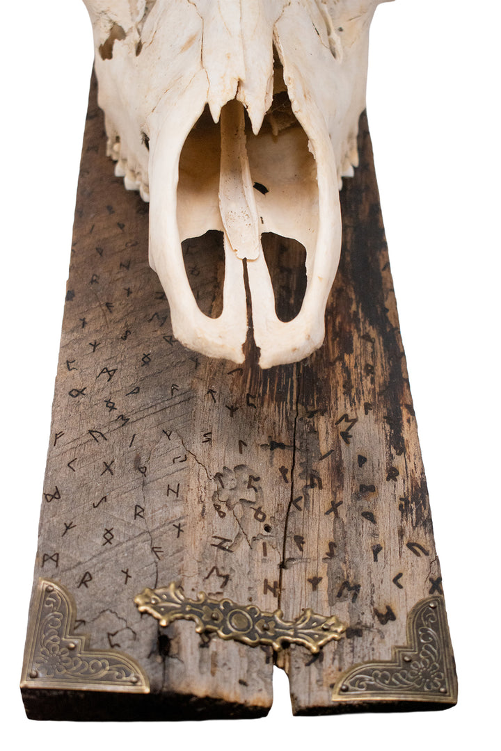 Elder Futhark Elk Skull Wall Hanging on Reclaimed Barn Wood