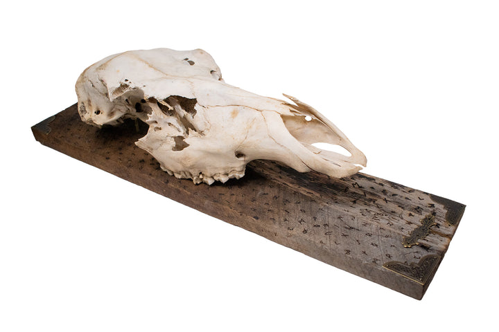 Elder Futhark Elk Skull Wall Hanging on Reclaimed Barn Wood