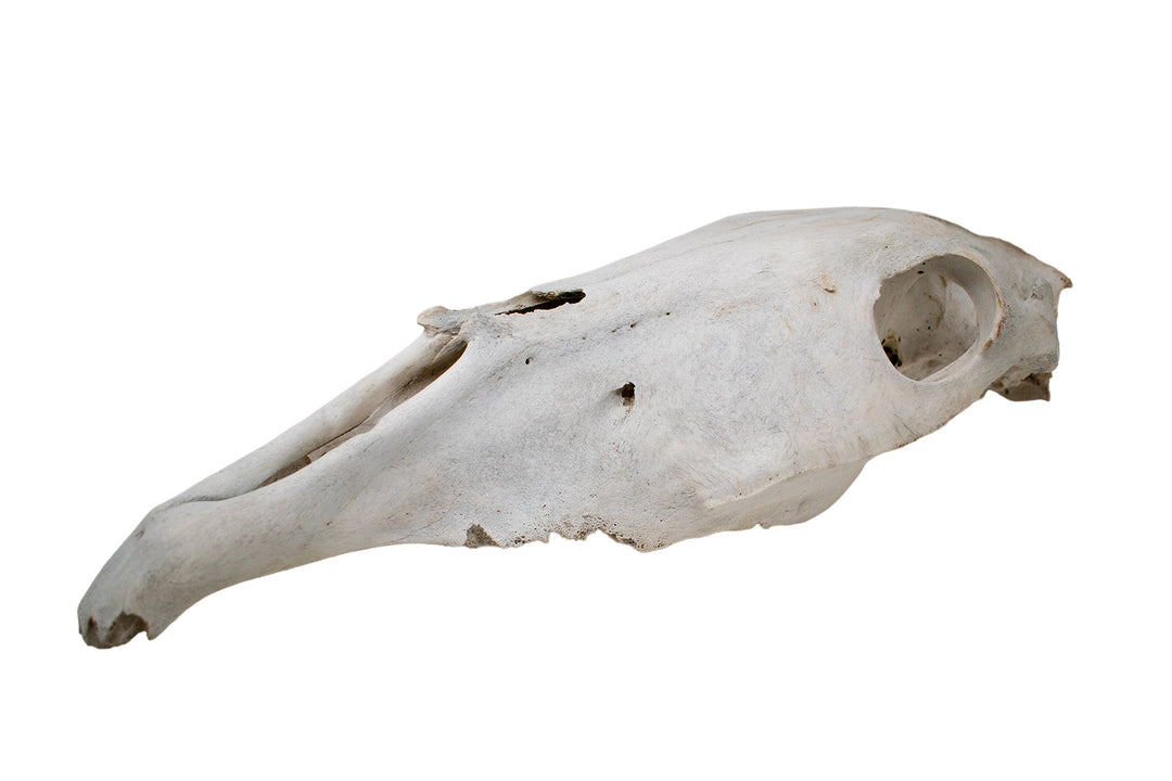 decrepit horse skull