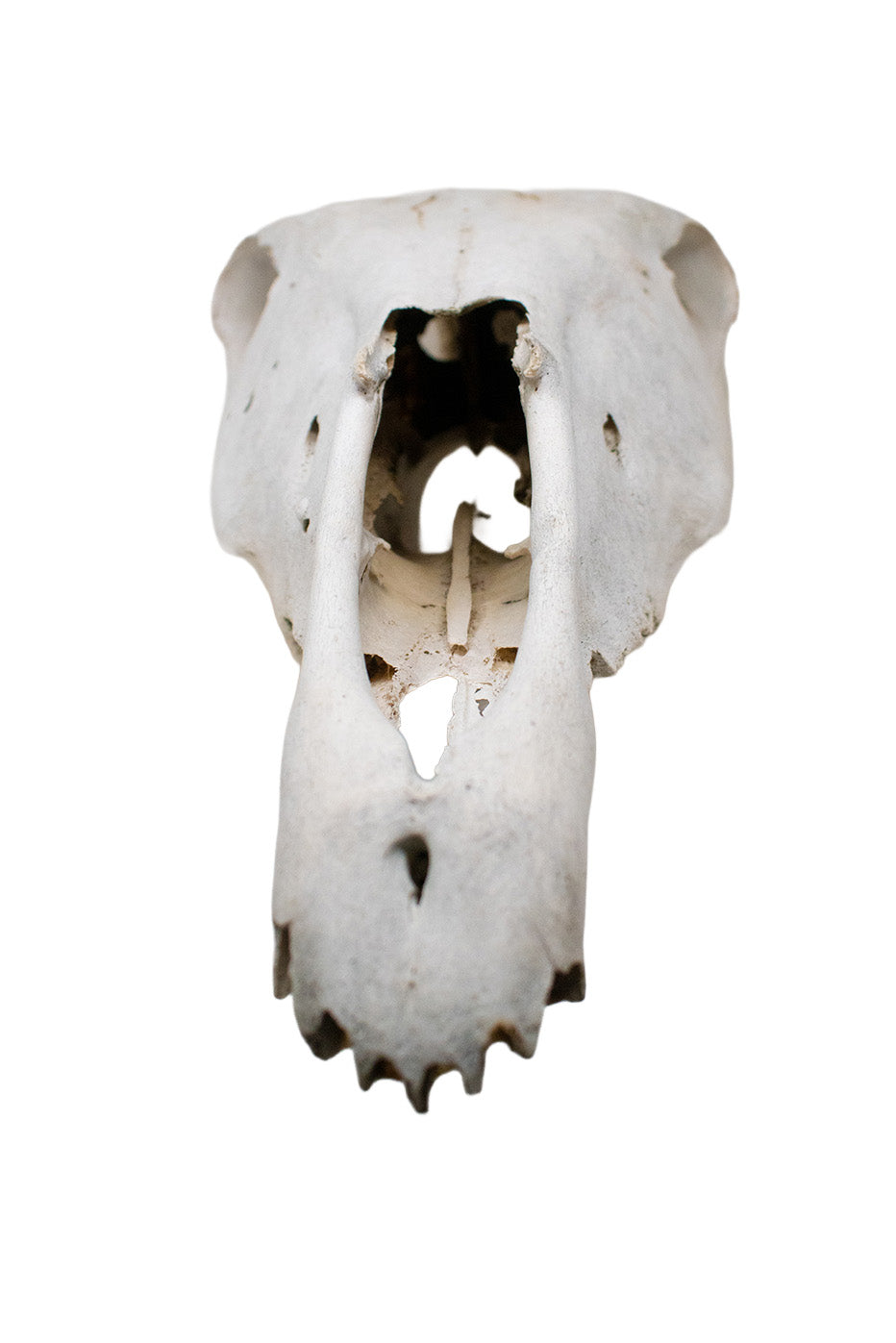decrepit horse skull