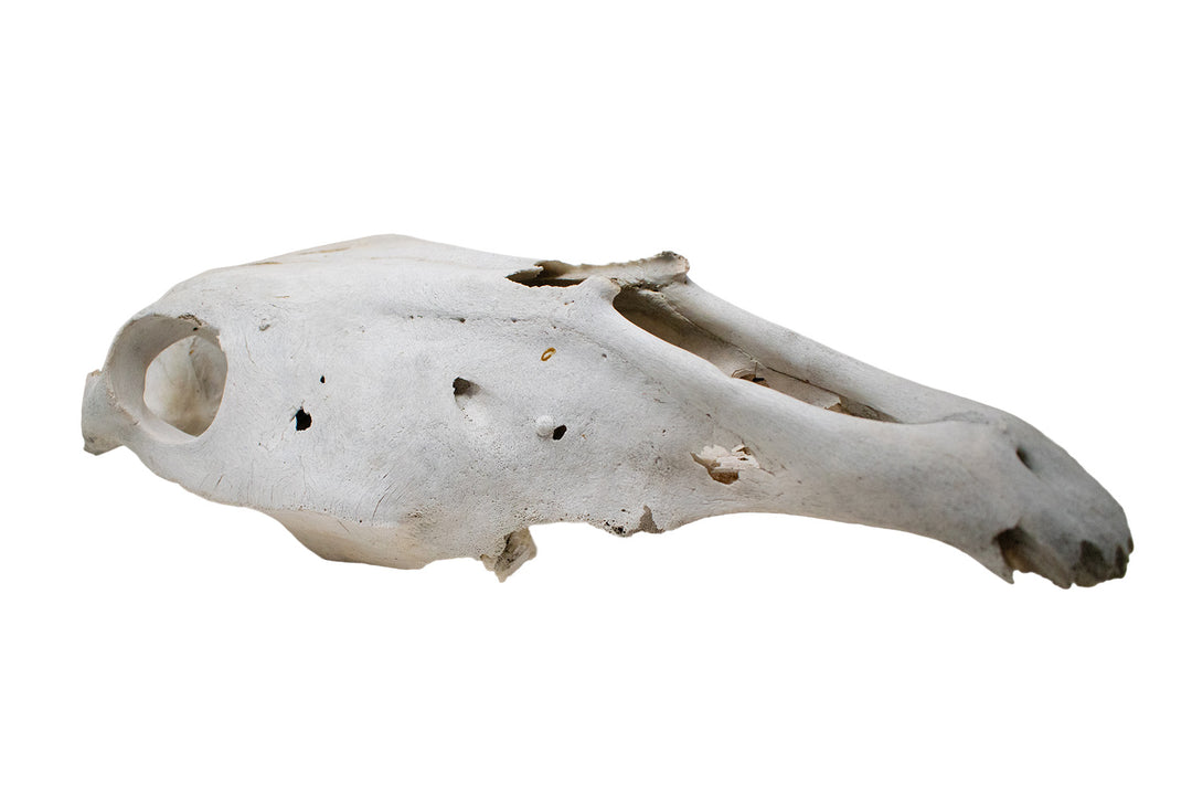 decrepit horse skull