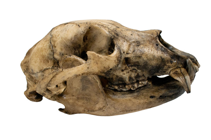 Decrepit Black Bear Skull