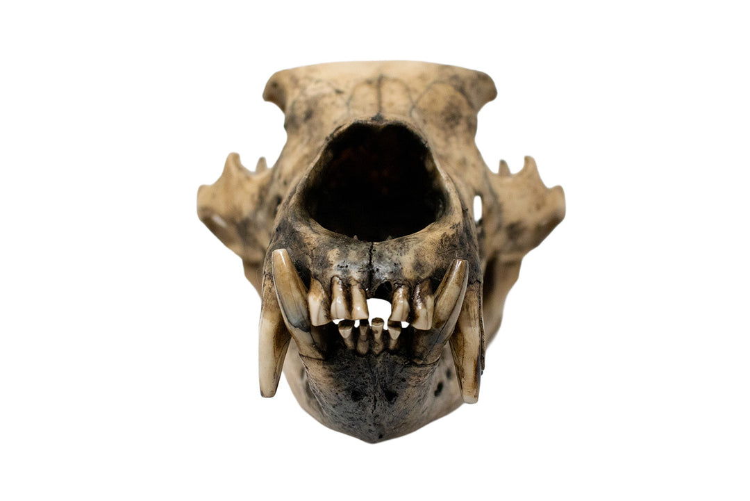 Decrepit Black Bear Skull