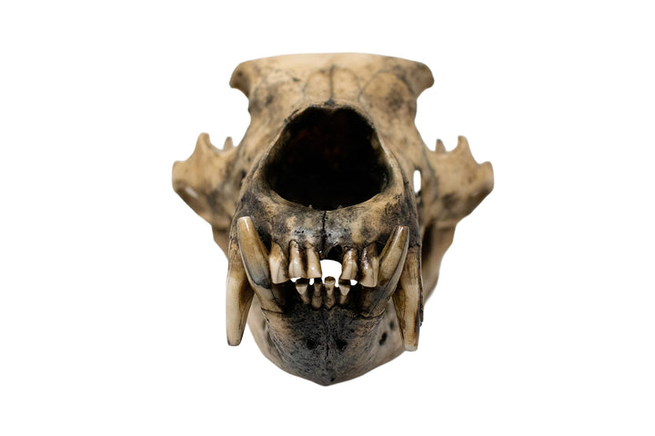 Decrepit Black Bear Skull