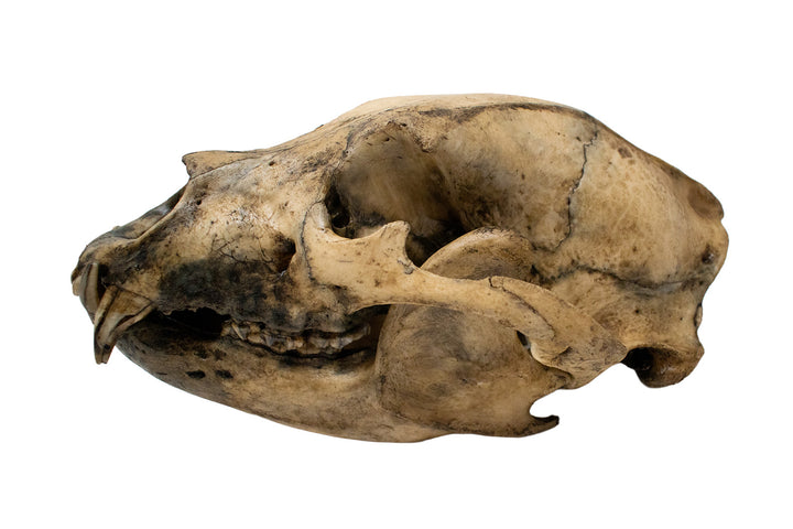 Decrepit Black Bear Skull