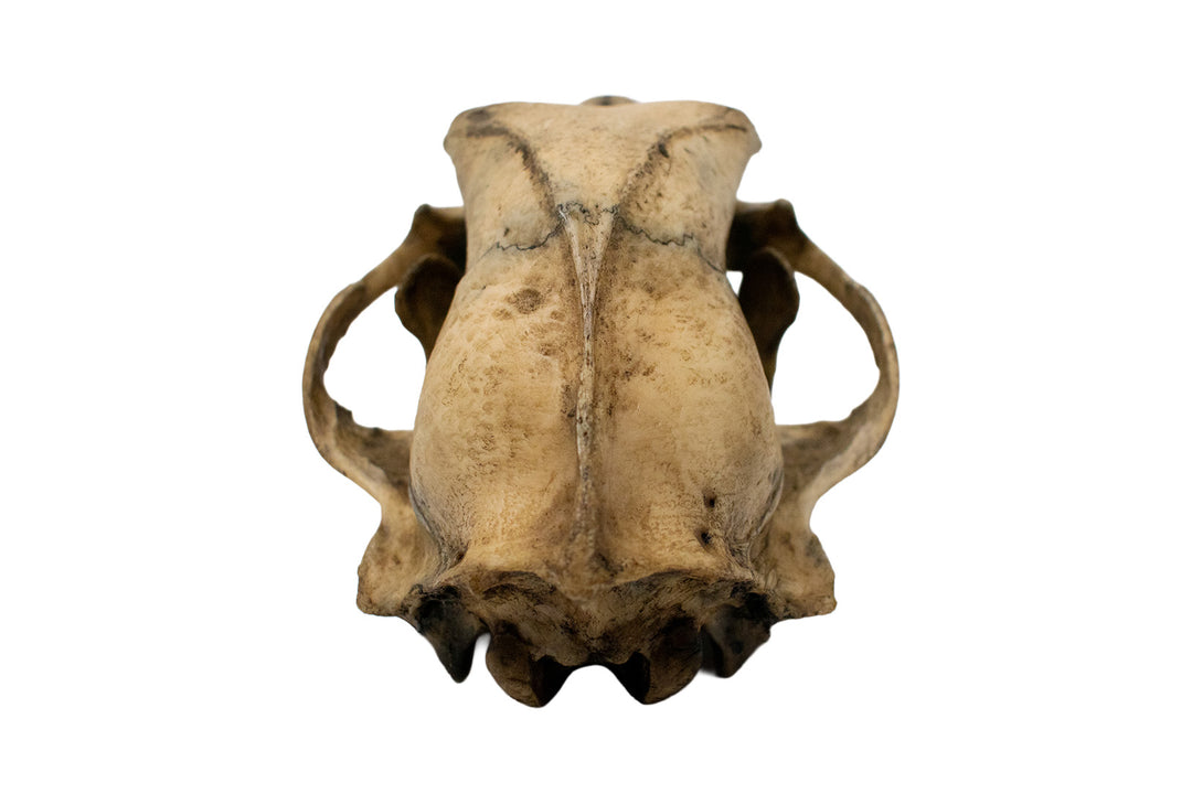 Decrepit Black Bear Skull