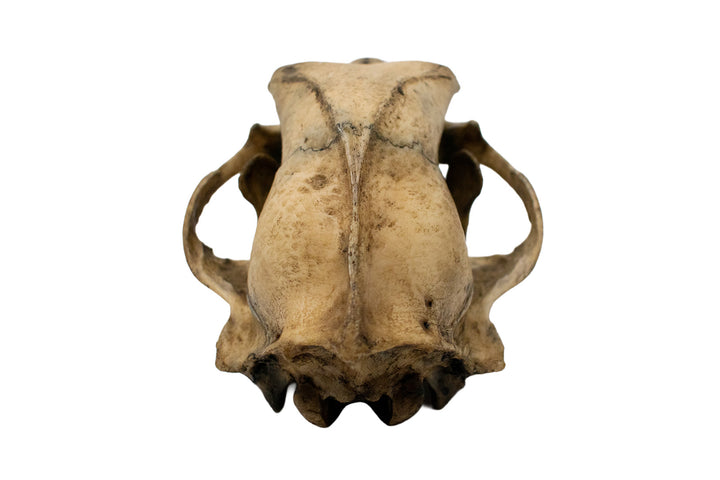 Decrepit Black Bear Skull